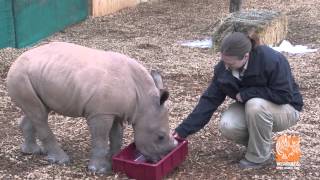 Meet our Baby Rhino [upl. by Jarad]