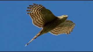 Sparrowhawk Bird Call Bird Song [upl. by Leggat]