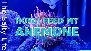 HOW I FEED MY ANEMONE  STEP BY STEP GUIDE [upl. by Aihsela]