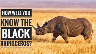 Black rhinoceros  Description Characteristics and Facts [upl. by Uyerta763]