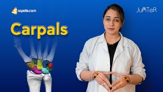 Carpals  Hand Wrist Bones  Human Anatomy and Physiology  VLearning™ [upl. by Valer]