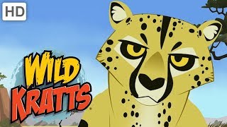 Wild Kratts 🐆🐈🦁 Cool Cats  Kids Videos [upl. by Matland]