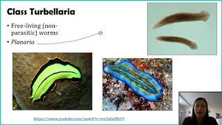 Phylum Platyhelminthes  Part 1 [upl. by Atsirk]