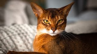 Top 12 Most Beautiful Cat Breeds in the World [upl. by Vasilis586]