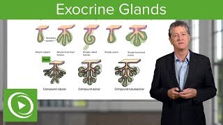 Exocrine Glands – Histology  Lecturio [upl. by Tiffi335]