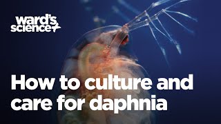 Caring and Culturing for Daphnia [upl. by Lenette]