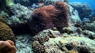 Ocellaris Clownfish Amphiprion Ocellaris in the Ocean [upl. by Ydneh]