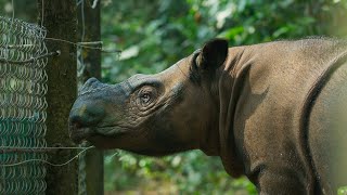 The Worlds Smallest Rhino is Going Extinct  Seven Worlds One Planet  BBC Earth [upl. by Wetzell67]