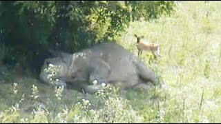 The Elephant Sanctuary  Naptime [upl. by Mildred]