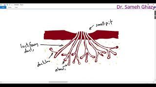 Embryology  development of mammary gland [upl. by Auqinat]