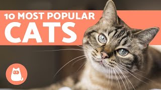 Top 10 Most POPULAR Cat Breeds in the World [upl. by Ahsinad]