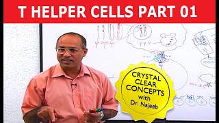 T Helper Cells  Immunology  Part 110 [upl. by Notgnillew116]