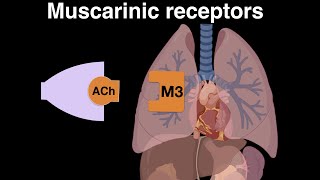 Muscarinic cholinergic receptors [upl. by Dorcia]