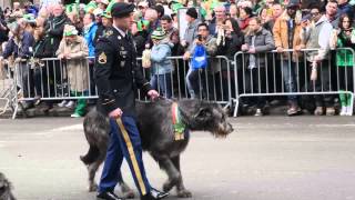 A Diary of Irish Wolfhounds on St Patricks Day [upl. by Aynatal]