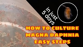 How to Culture Magna Daphnia Easily [upl. by Angelita146]