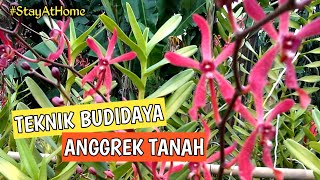 TEKNIK BUDIDAYA ANGGREK TANAH [upl. by Fahland970]