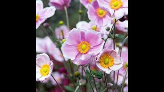 Herbaceous Perennials Japanese Anemones [upl. by Giffy]