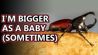 Rhinoceros Beetle facts  Animal Fact Files [upl. by Anesusa850]