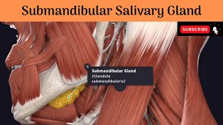 Submandibular Salivary Gland  Parts  Relations  Duct amp Relations Nerve Supply Clinical anatomy [upl. by Katherin]