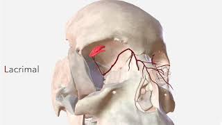 Ophthalmic Artery  Anatomy Branches amp Relations [upl. by Hijoung]