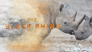 Black Rhinoceros an Endangered Species [upl. by Anib34]