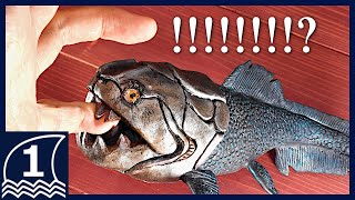 Sculpting DUNKLEOSTEUS【making an ancient sea monster ダンクレオステウスの作り方 】 [upl. by Brace]