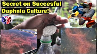 How to Culture Daphnia Successfully [upl. by Charil]