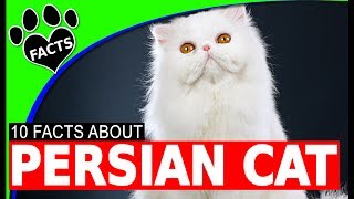 Top 10 Fun Facts About Persian Cats  Cats 101 [upl. by Crifasi]