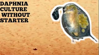 HOW TO CULTURE DAPHNIA NATURALLY WITHOUT A STARTER [upl. by Odawa193]