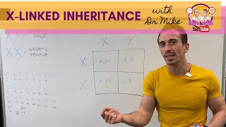 Xlinked Inheritance and Punnett Squares [upl. by Esineg]