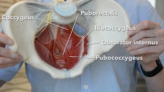 Pelvic floor muscles [upl. by Camala]