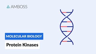 Protein Kinases Cell Signaling and Phosphorylation [upl. by Eetnuahs229]