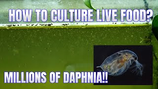 How to Culture Daphnia Secret Method to Breed MILLIONS  Simply Aquatic [upl. by Thgirw]