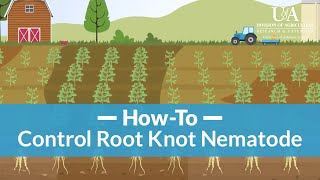 How to Control Root Knot Nematode [upl. by Airtemed]