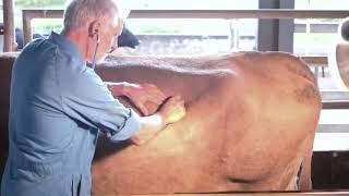 Clinical examination of the cow [upl. by Alameda]