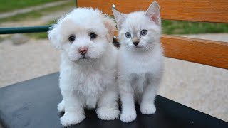 The 10 Dog Breeds That Get Along With Cats [upl. by Enttirb442]