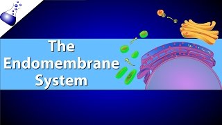 The Endomembrane System [upl. by Wiley724]