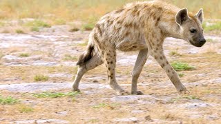 Why Hyenas Are One of Africa’s Most Efficient Predators [upl. by Tannenwald]