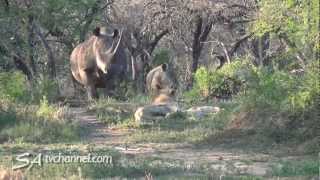 Rhino vs Lion Unexpected Wildlife Encounter [upl. by Pebrook999]