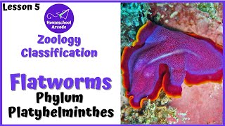 What are Platyhelminthes  Phylum Platyhelminthes [upl. by Arykahs]