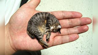 THE 10 SMALLEST CAT BREEDS In The World [upl. by Elicia]