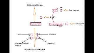 Asthma Drugs  Muscarinic Antagonists Ipratropium [upl. by Alburga664]