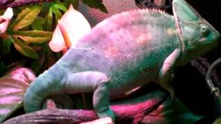 My veiled chameleon changing color [upl. by Destinee]