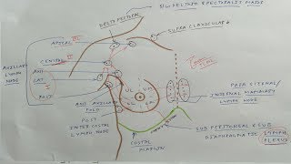 Mammary Gland Anatomy  9 Lymphatic drainage Axillary lymph nodes  TCML [upl. by Reggie937]