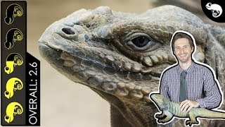 Rhinoceros Iguana The Best Pet Lizard [upl. by Cerf145]