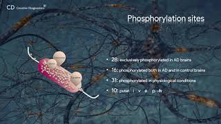 Tau phosphorylation Creative Diagnostics [upl. by Anyr66]