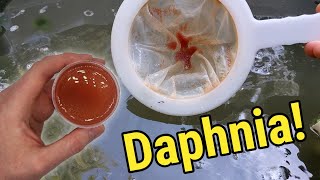 How I Culture Daphnia In Outdoor Tubs [upl. by Elish]