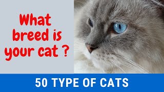 Cats and Cat Breeds List of 50 Breeds with Details [upl. by Aneehsat479]