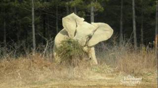 The Elephant Sanctuary  Floras Bouncing Trees [upl. by Hanyaz]