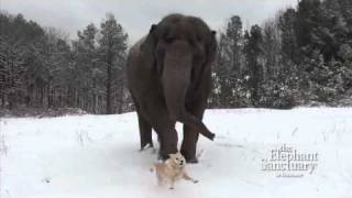 The Elephant Sanctuary  Tarra and Bella in the Snow [upl. by Nnylkcaj]